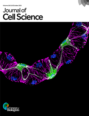 Drosophila Malpighian (renal) tubule - Tiled Super Res Image Nikon AXR NSPARC