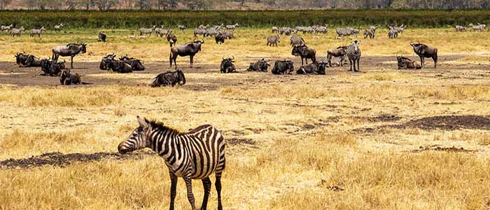 Image of the Serengeti with a flock of Wildebeest and a Zebra front of camera