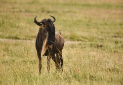 Image of a wildebeest in the Serengenti