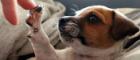 Image of a Jack Russell puppy holding it's paw up to touch owner's hand