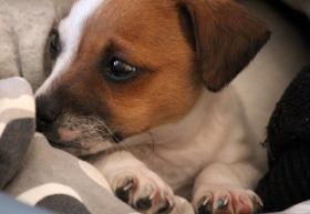 Close up image of a white and tan Jack Russell puppy