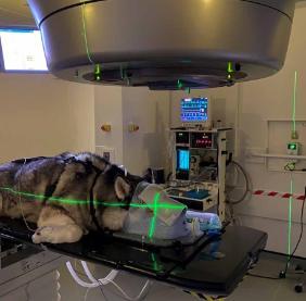 Image of Luna a 10 year old husky undergoing treatment for tumours with the linear accelerator