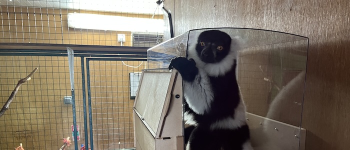 Lemurlounge