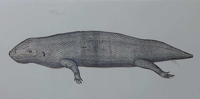 A drawing of the Jamaican Giant Galliwasp (Celestus occiduus) from Sir Hans Sloane, 1725, in A voyage to the islands Madera, Barbados, Nieves, St. Christophers and Jamaica.