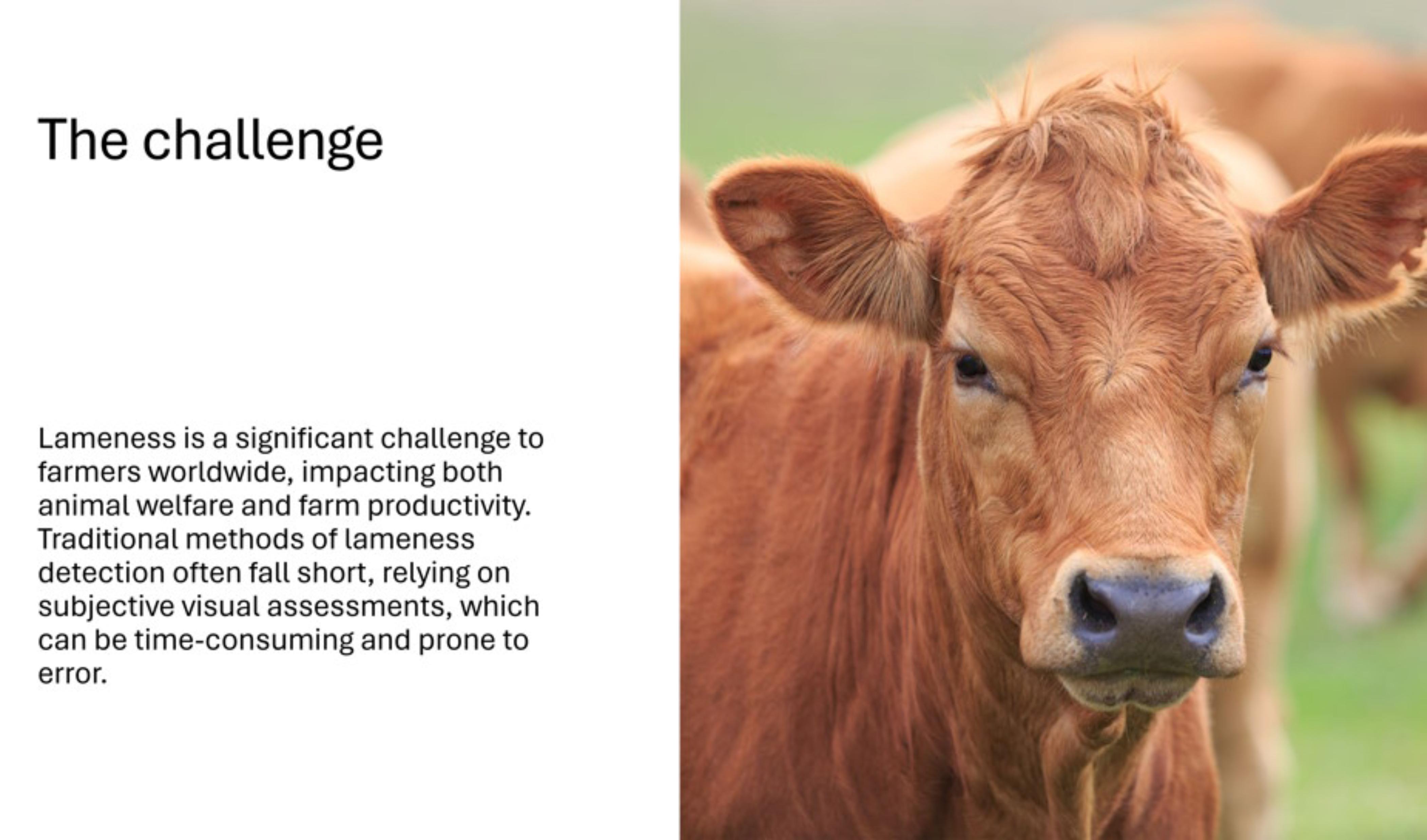 Image of a brown cow looking at you - the challenge - Lameness is a significant challenge to farmers worldwide, impacting both animal welfare and farm productivity. Traditional methods of lameness detection often fall short, relying on subjective visual assessments, which can be time-consuming and prone to error.