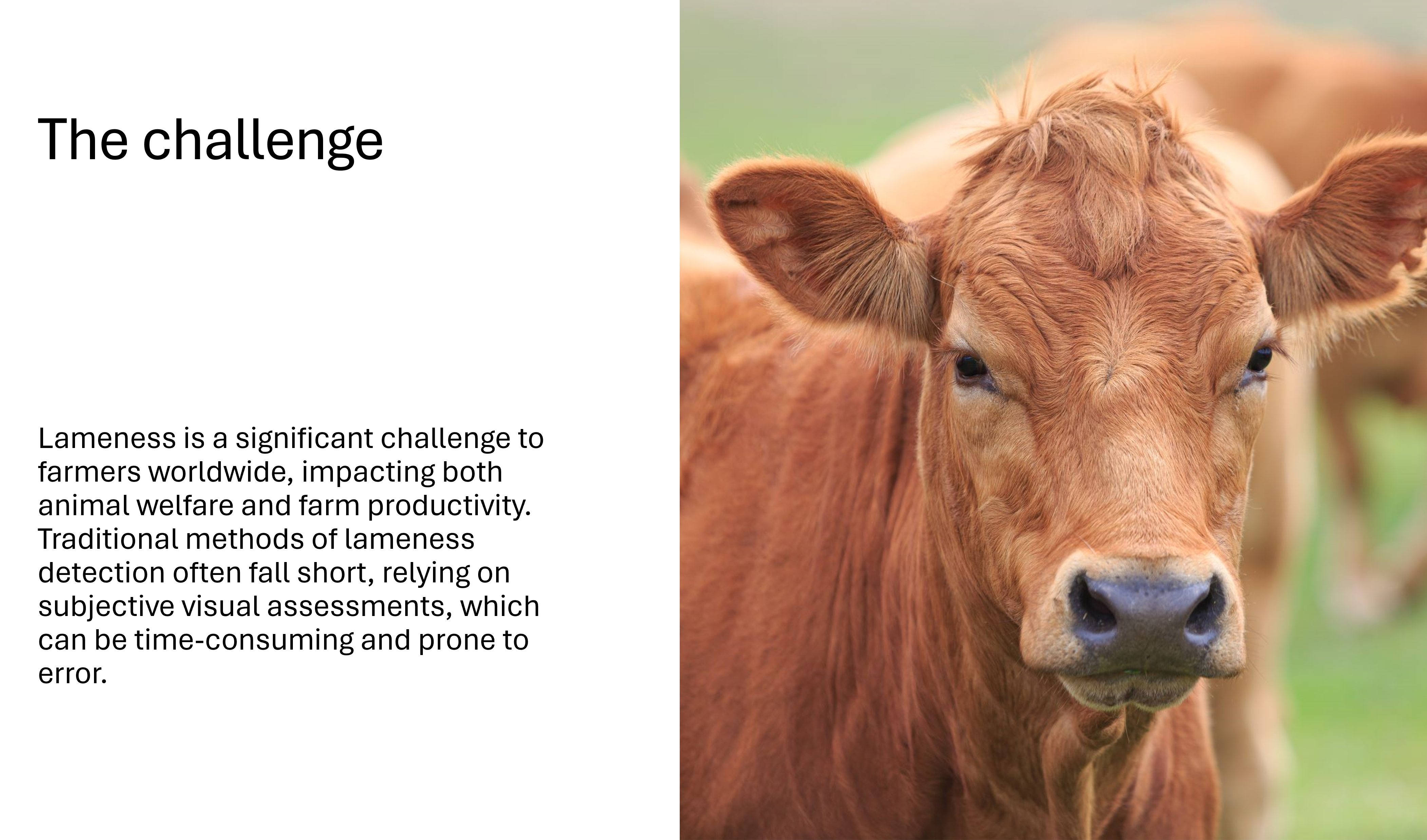 Image of a brown cow looking at you - the challenge - Lameness is a significant challenge to farmers worldwide, impacting both animal welfare and farm productivity. Traditional methods of lameness detection often fall short, relying on subjective visual assessments, which can be time-consuming and prone to error.