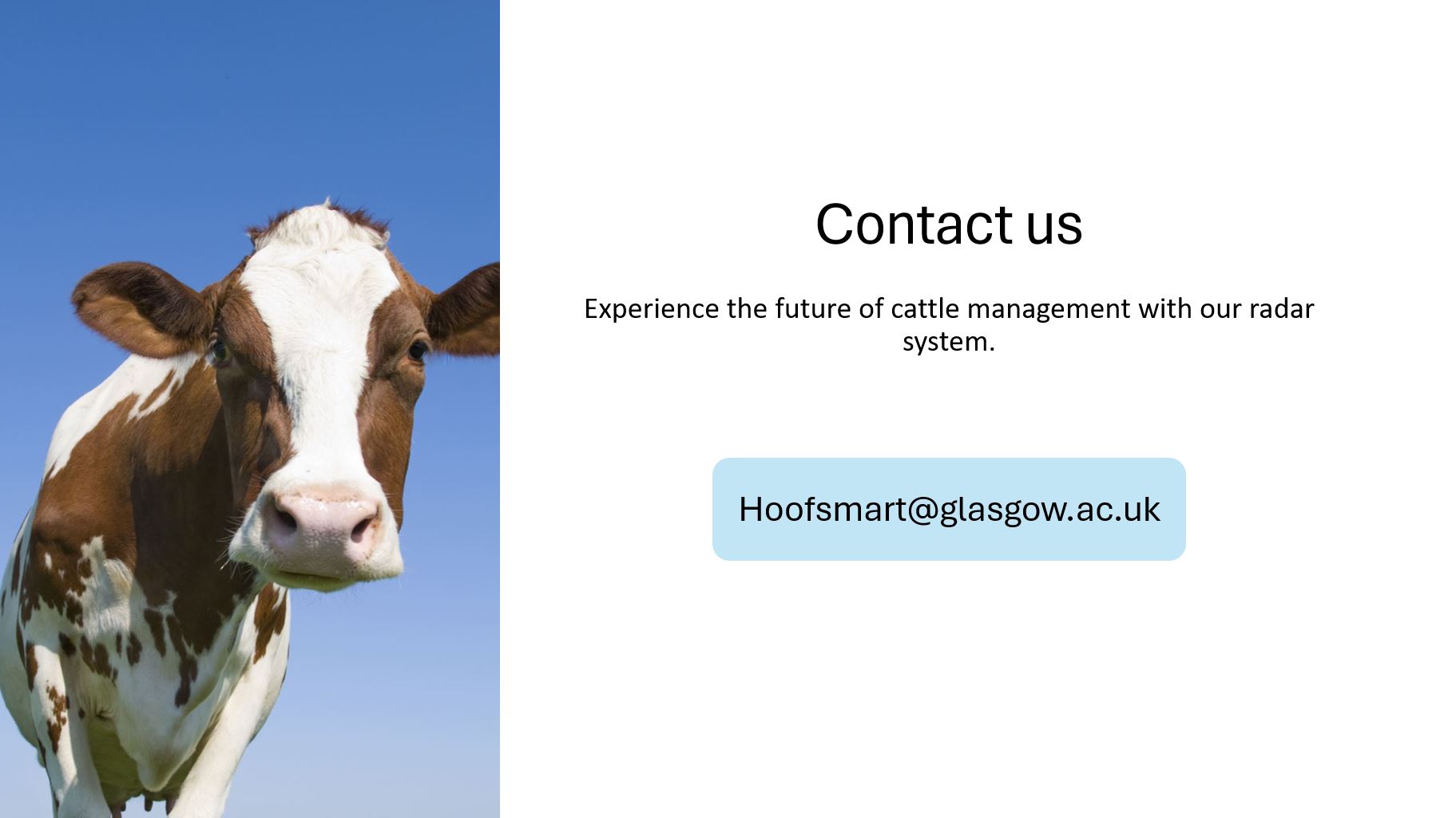 a brown and white cow looking at you - contact us - experience the future of cattle management with our radar system - hoofsmart@glasgow.ac.uk