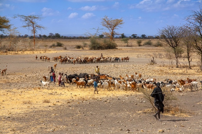 Footage of a rural cattle farm in Tanzania