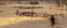 Footage of a rural cattle farm in Tanzania