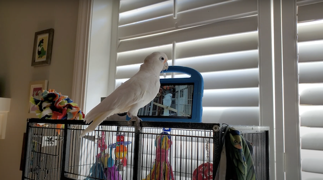 A parrot watching a pre-recorded video during the study