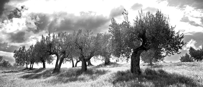 Dryland Agriculture and Land Use; Past Present and Future [AGRI-DRY]