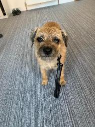 photo fo a dog called Martha