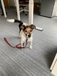 photo of a dog called Rudy