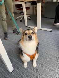 photo of a dog called Aria