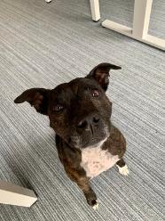 photo of a dog called Bonnie