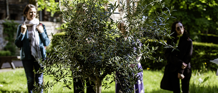 Olive Tree planted for UNESCO RILA