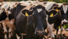 A dairy cow stood side on but turned in direction of the camera lens with yellow tags on each ear