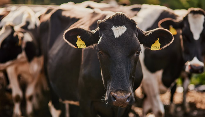 A dairy cow stood side on but turned in direction of the camera lens with yellow tags on each ear