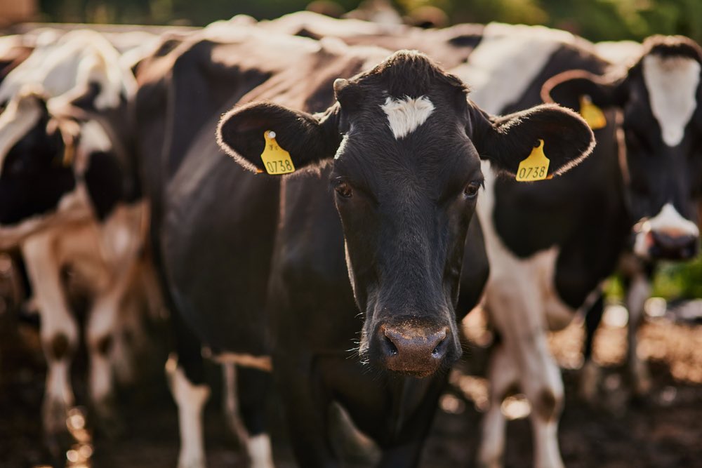 A dairy cow stood side on but turned in direction of the camera lens with yellow tags on each ear