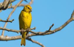 Image of a Goldfinch sitting on a branch against a blue sky