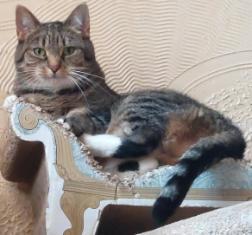 Lily's cat Saffi