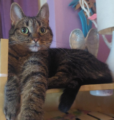 Lily's cat Suki
