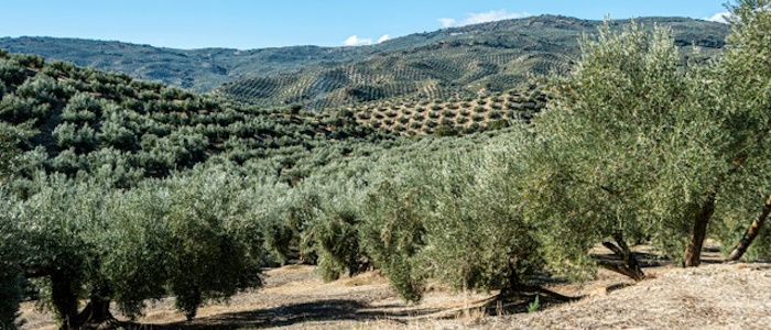 Dryland Agriculture and Land Use; Past, Present and Future Resilience (AGRI-DRY)