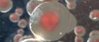 FIRST BONE MARROW MODEL WHICH SUPPORTS HUMAN STEM CELLS Manuel Salmeron