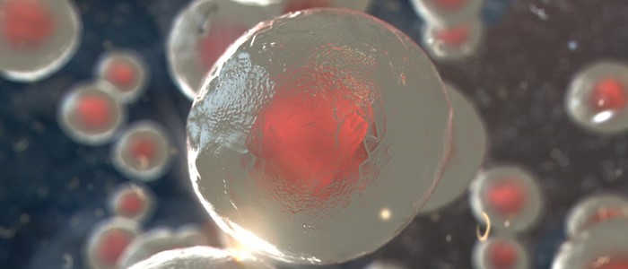 FIRST BONE MARROW MODEL WHICH SUPPORTS HUMAN STEM CELLS Manuel Salmeron