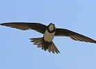 Alpine swift