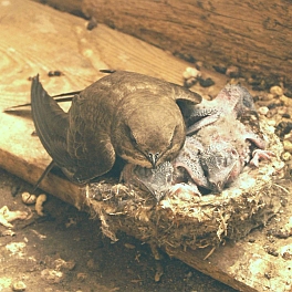 Alpine swift in nest with chicks