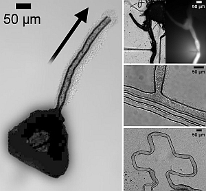 The microtubes were shown to be water-tight by injecting a fluorescent dye into them. Scientists can also control the direction of growth to create any pattern they choose.