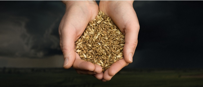 Kenny in Oslo Sept 2024 - photo of wheat in hand 700x300
