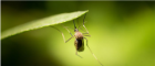 Image of a mosquito on green leaves