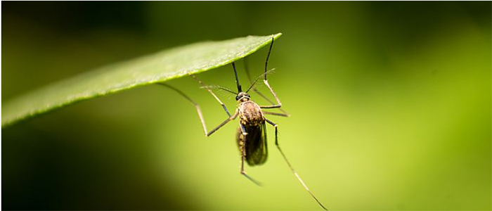 Image of a mosquito on green leaves