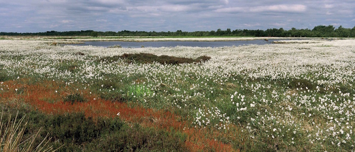 Thorne Moors SSSI, Humberhead Levels Peatlands. Photo: Peter Roworth