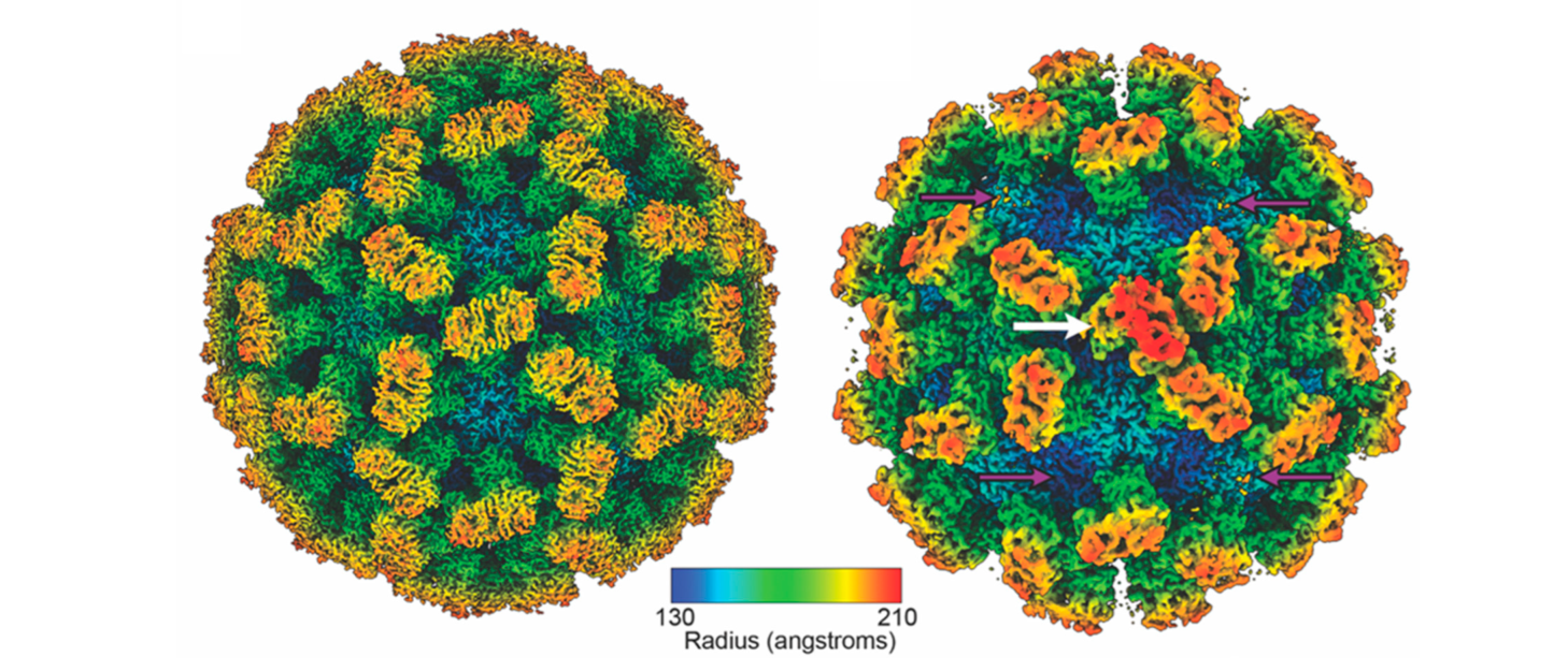 Structures of the resting state (left) and raised C/C dimer state (right) of Tulane virus
