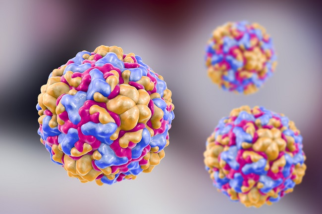 Image of a rhinovirus particle