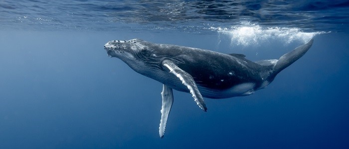 Humpback whale under the sea