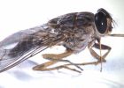 tsetse fly