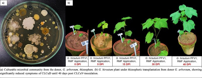(a) Culturable microbial community from the donor, G. arboreum, rhizosphere. (b) G. hirsutum plant under rhizospheric transplantation from donor G. arboreum, showing significantly reduced symptoms of CLCuD until 40 days post CLCuV-inoculation.