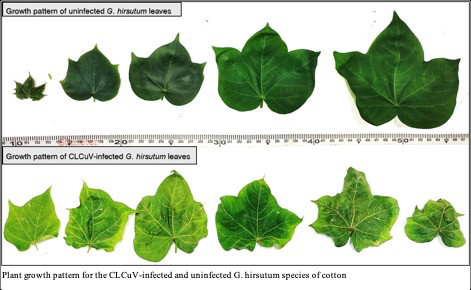 Plant growth pattern for the CLCuV-infected and uninfected G. hirsutum species of cotton