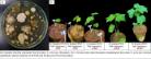 Microbiota transplantation offers new hope against cotton leaf curl disease