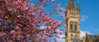 The Gilbert Scott Tower on the right lit by the sun, a tree of cherry blossoms in bloom on the left