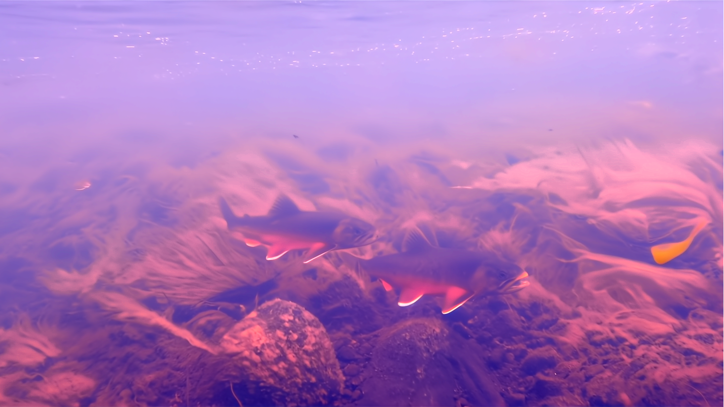 An image of Arctic Char