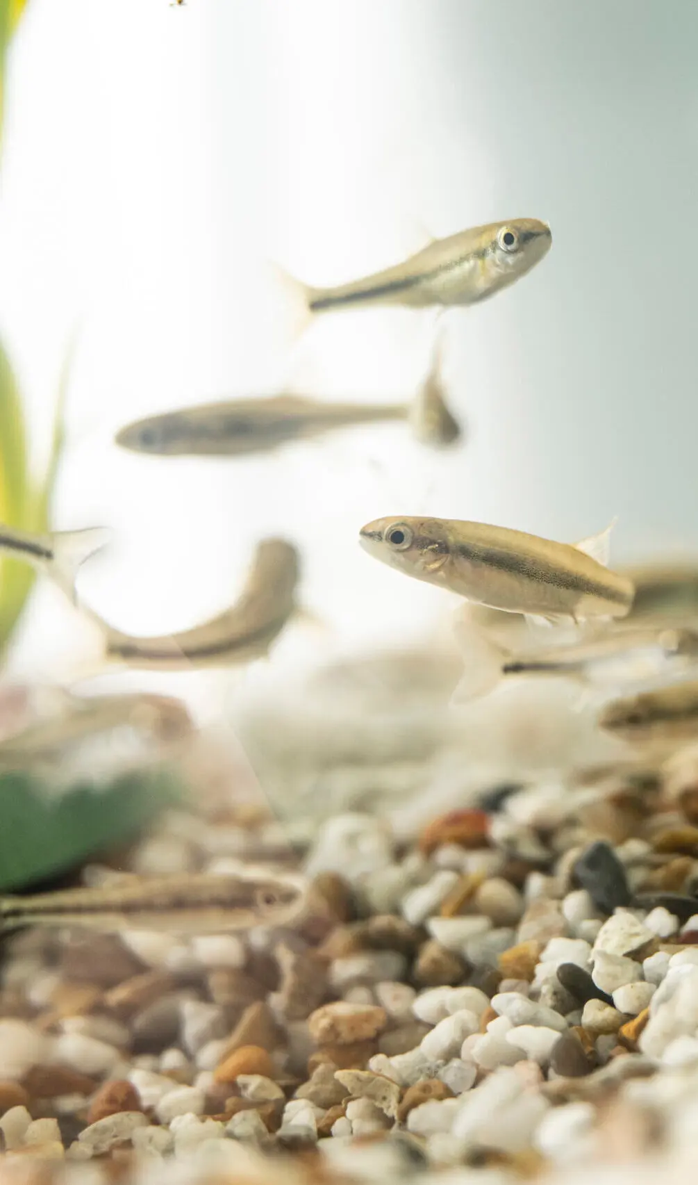 Minnow fish swimming in a tank