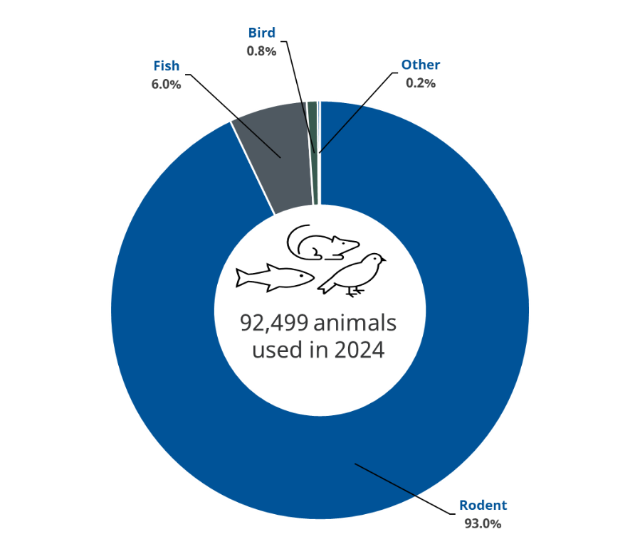 A graph showing the animals used in 2024. 93% rodent, 6% fish,0.8% bird and 0.2% other