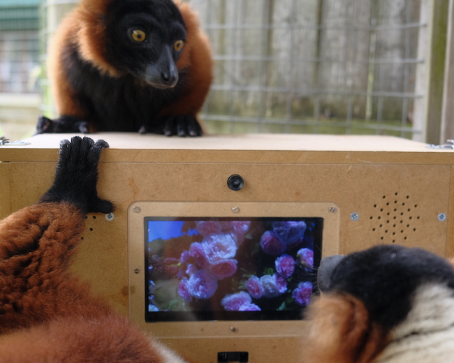 A photo showing two red-ruffed lemurs interacting with the SensorySafari equipment