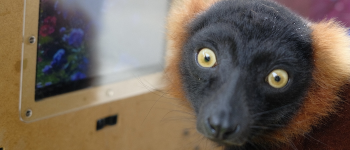 A picture showing a red-ruffed lemur with the SensorySafari equipment