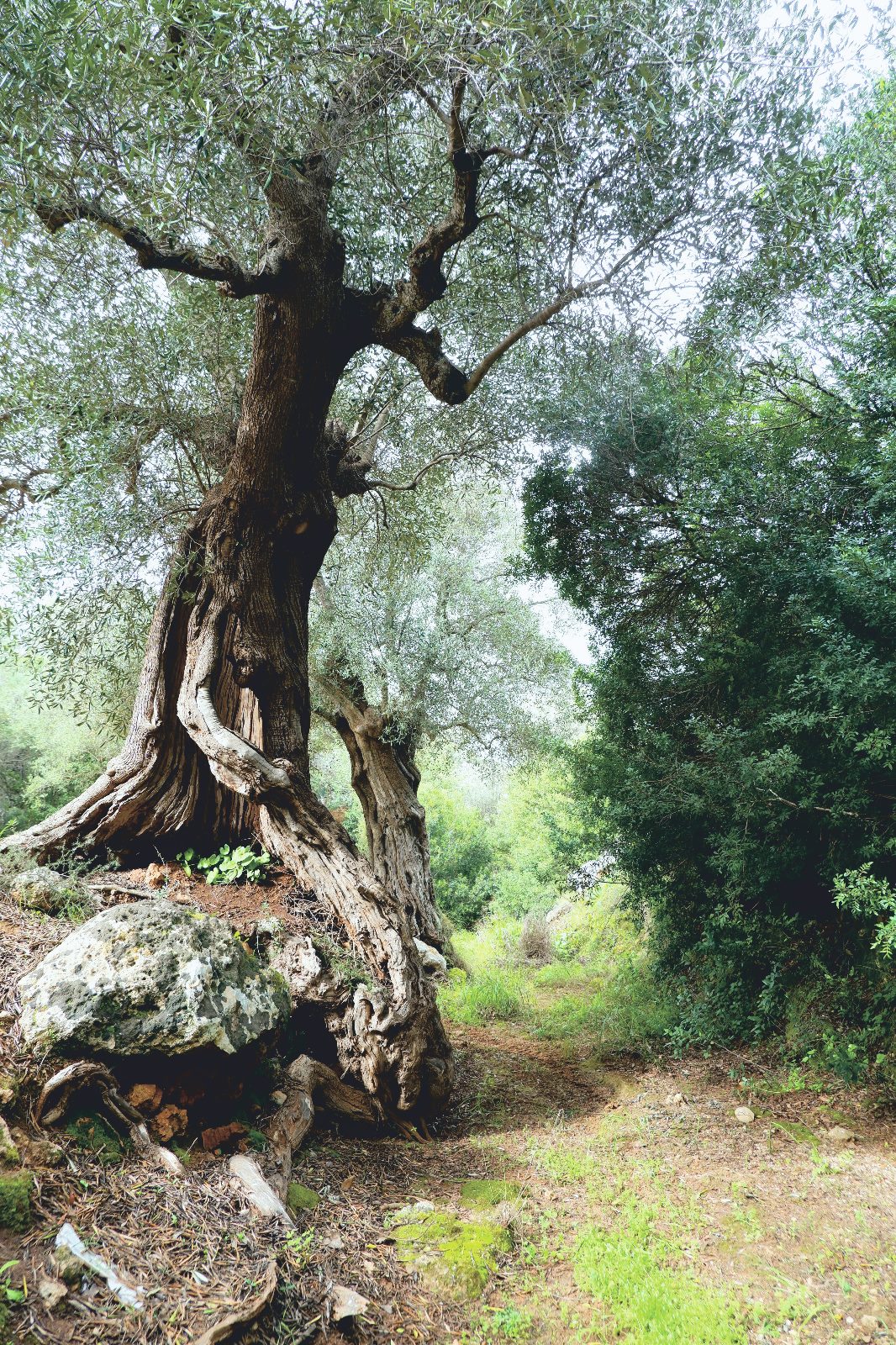 Ancient olive trees, Parco degli ulivi millenary, Puglia, Italy. Photo Matilde Stella